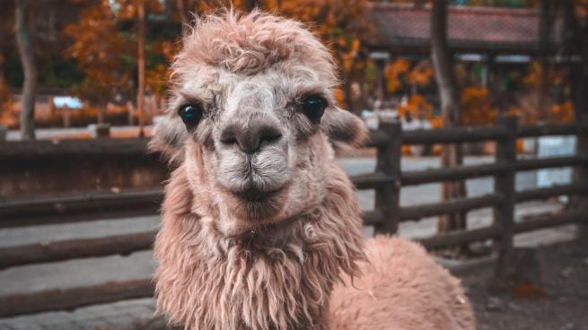 Diferencia entre llama y alpaca