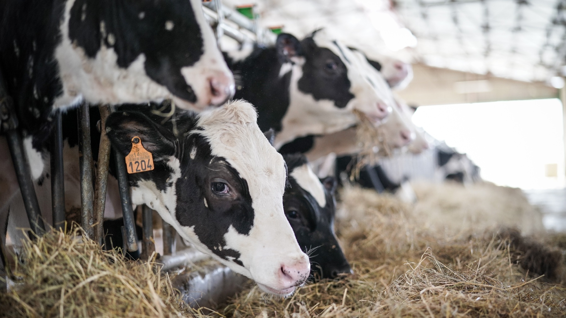 Explotación de producción leche. (Foto: Europa Press)