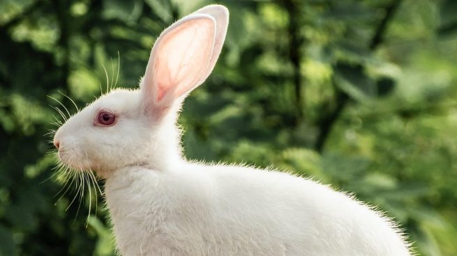 Por qué los conejos tienen los ojos rojos