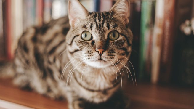 Ocultación Circunstancias imprevistas marrón Científicos averiguan si los gatos reconocen la voz de sus dueños