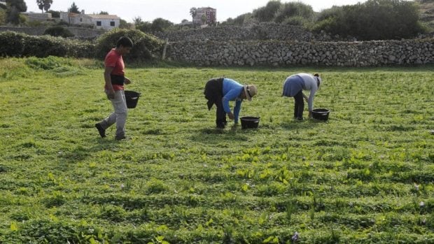 Una explotación agrícola de Menorca. (Foto: Menorca al Día)