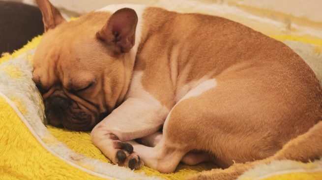 ¿Tu perro se pone nervioso a la hora de dormir? Esto es lo que debes hacer