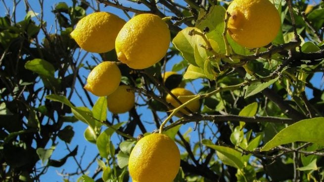 Cómo cuidar los árboles frutales en otoño