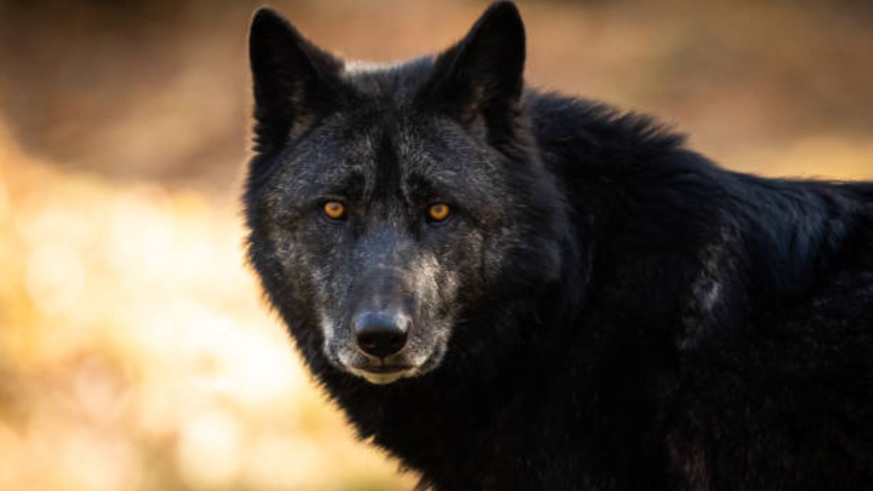 Descubre la razón por la que los lobos son negros en algunas partes de América