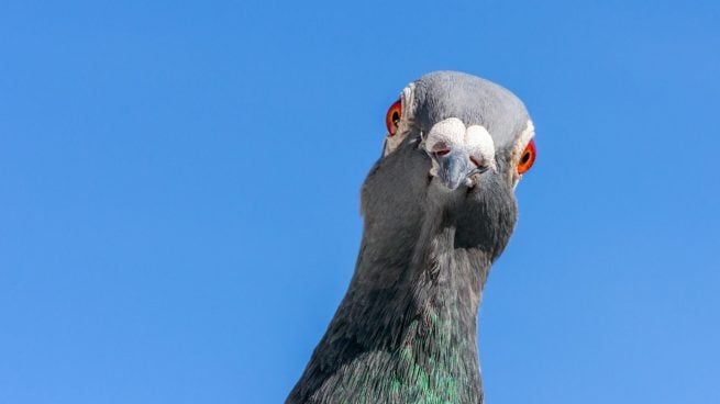 Palomas