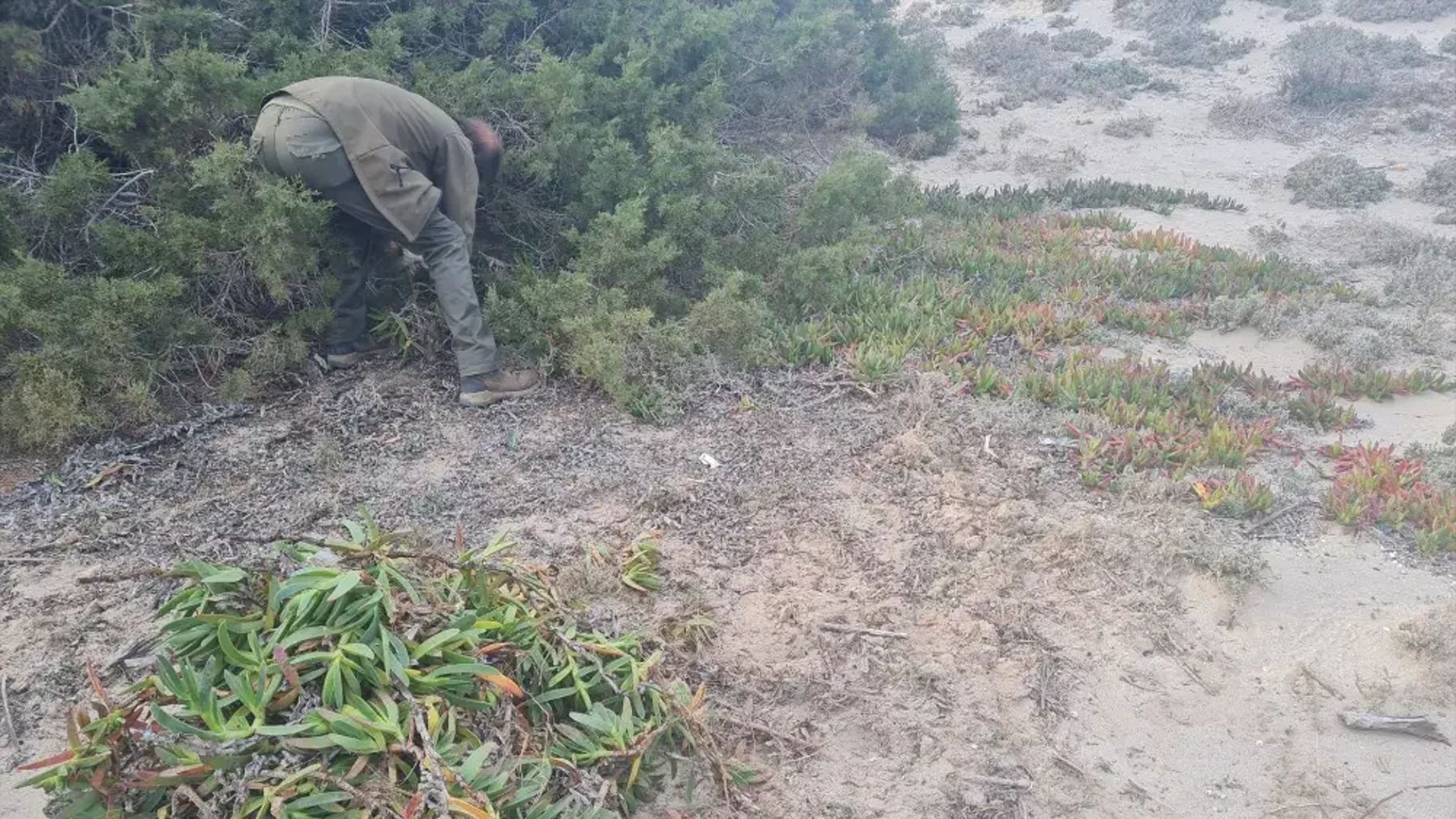 Un trabajador tratando de arrancar esta especie invasora en Formentera.