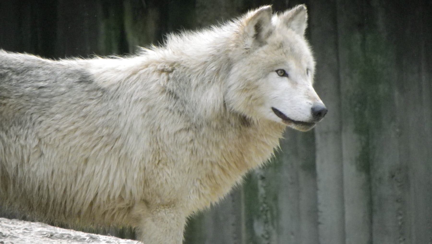 Un lobo ártico clonado