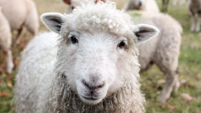El misterio que vuelve loco a los expertos: ovejas caminan en círculos durante 12 días seguidos