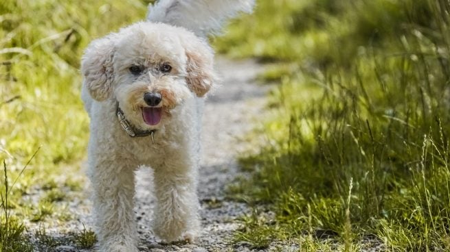 Razas de perro con menos problemas de salud