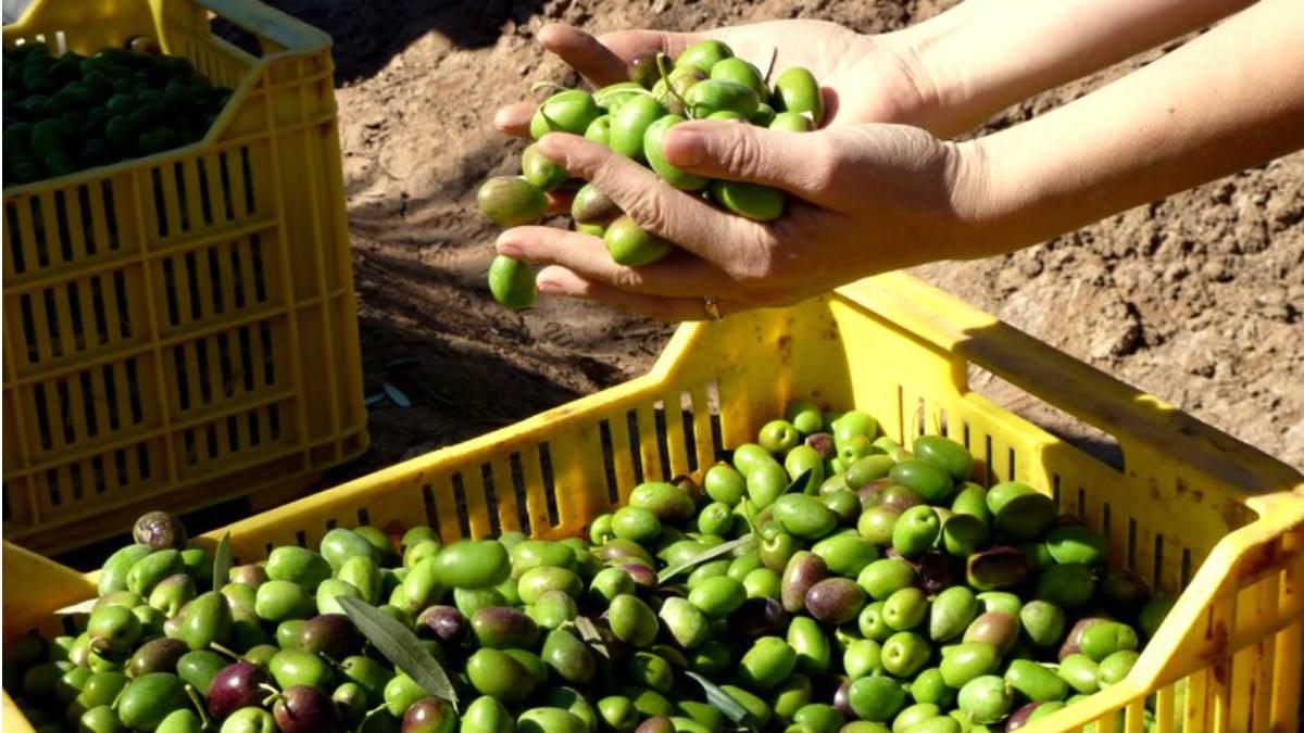 aceitunas combustible