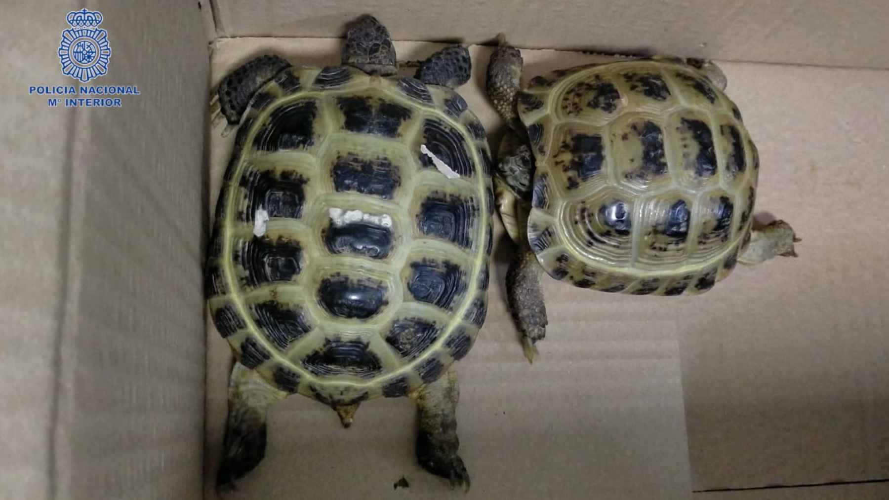 Las dos tortugas abandonadas por una pasajera en el aeropuerto de Palma. POLICÍA NACIONAL