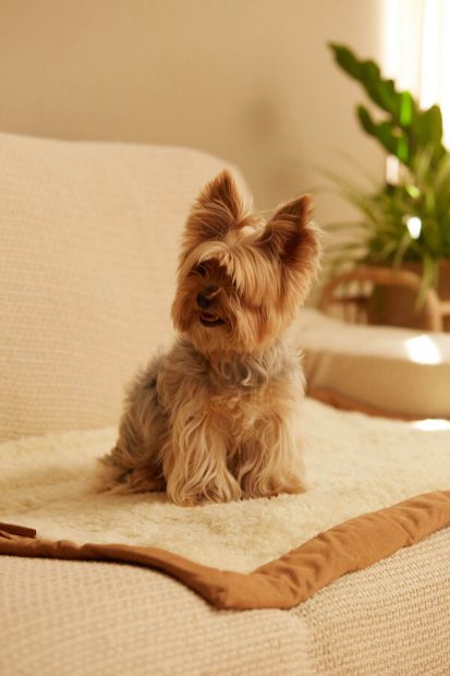 ¡No te puedes quedar sin esta manta para tu perro! El efecto terciopelo que necesitas en tu sofá