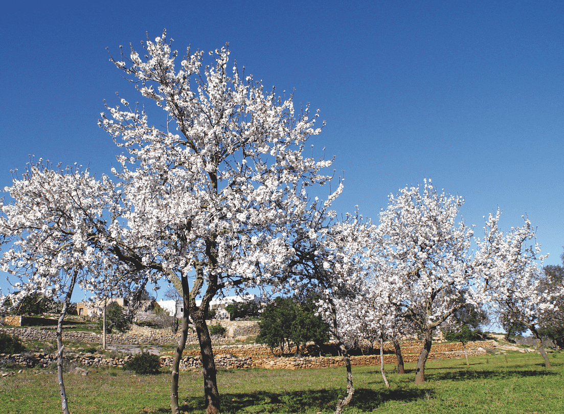 Almendros en flor en Ibiza durante el invierno. @Cortesía