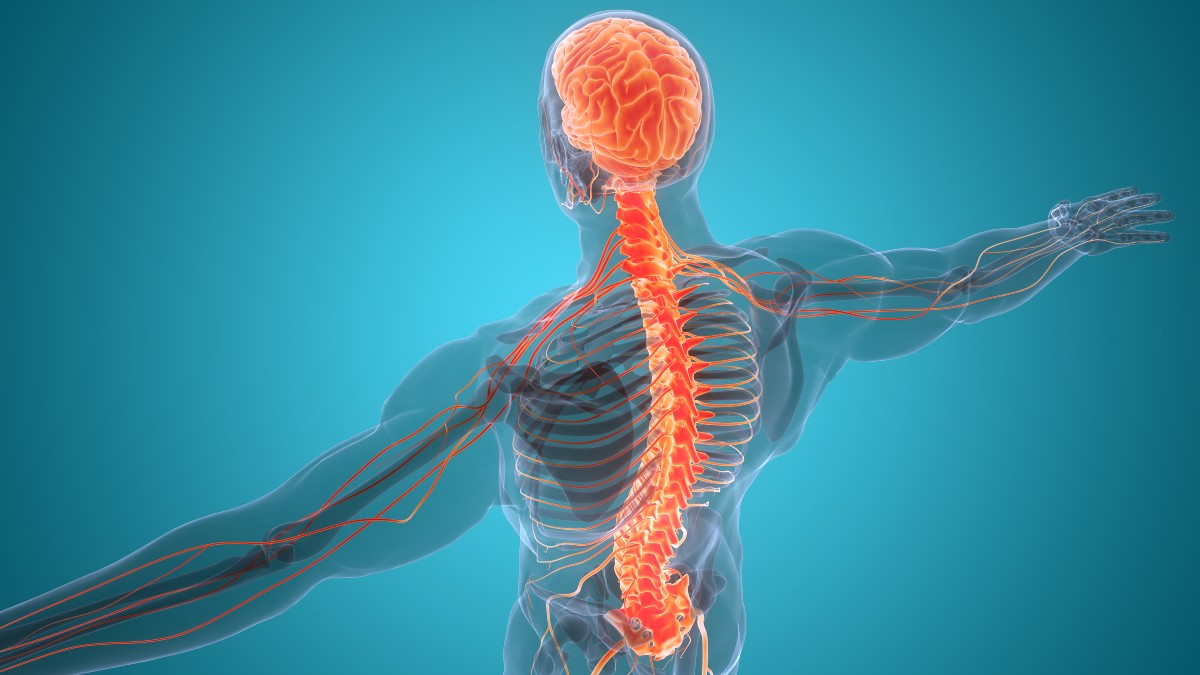 Un nuovo materiale che corregge le lesioni del midollo spinale