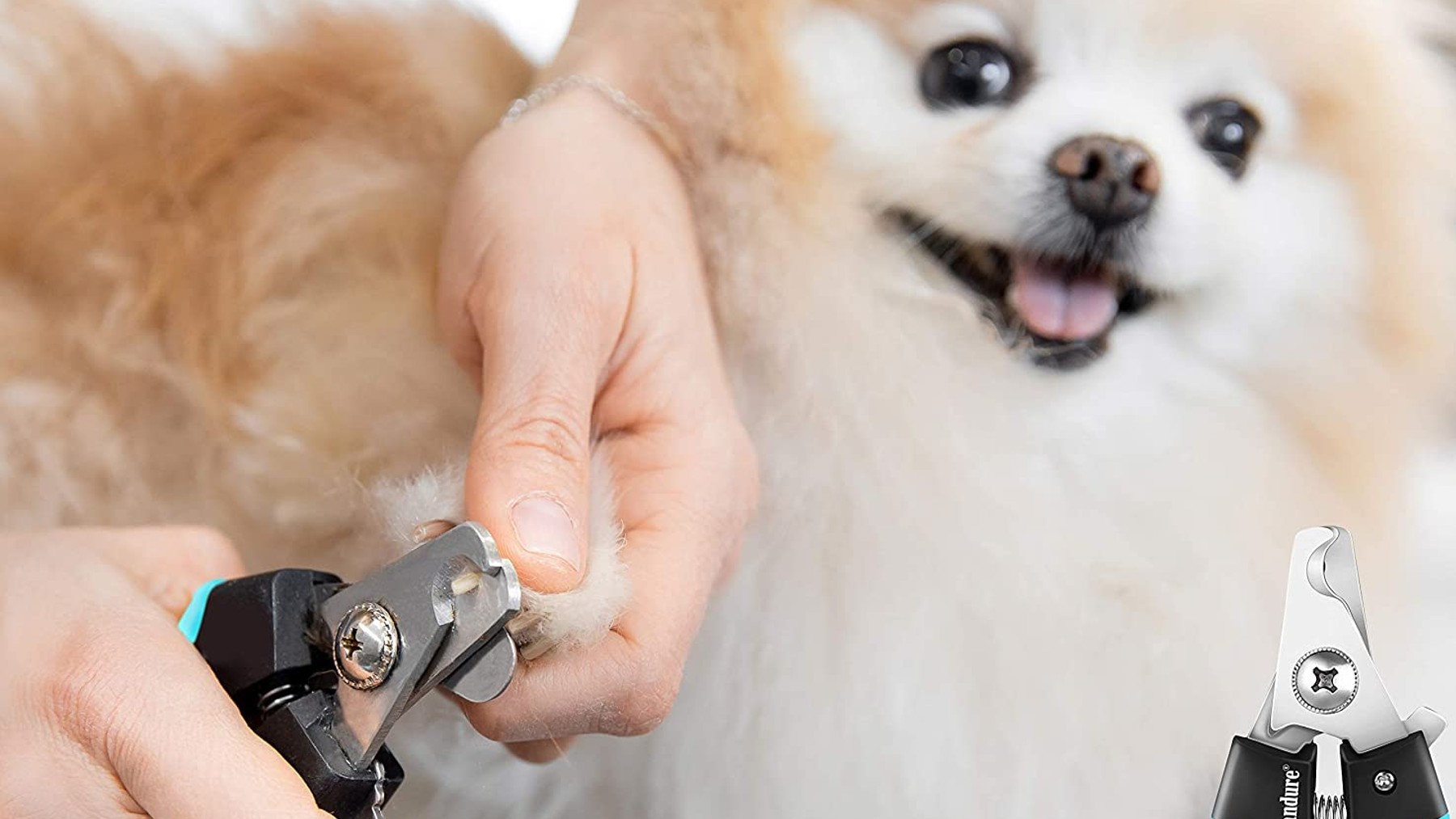 Los mejores cortaúñas para perros que te permitirán cortarle las uñas a tu mascota de forma cómoda y segura