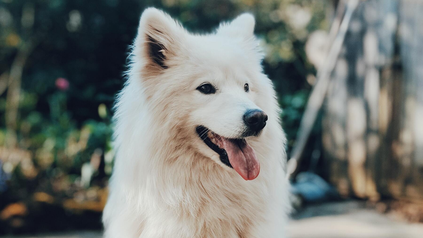 Perro