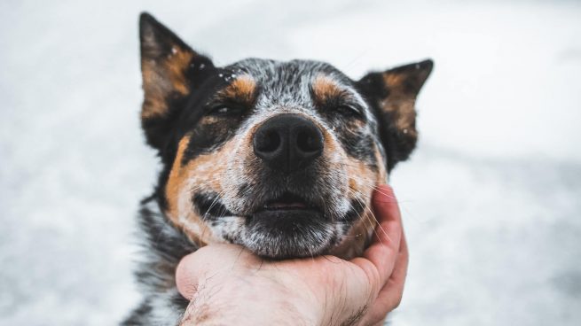 Sacar a pasear al perro en invierno