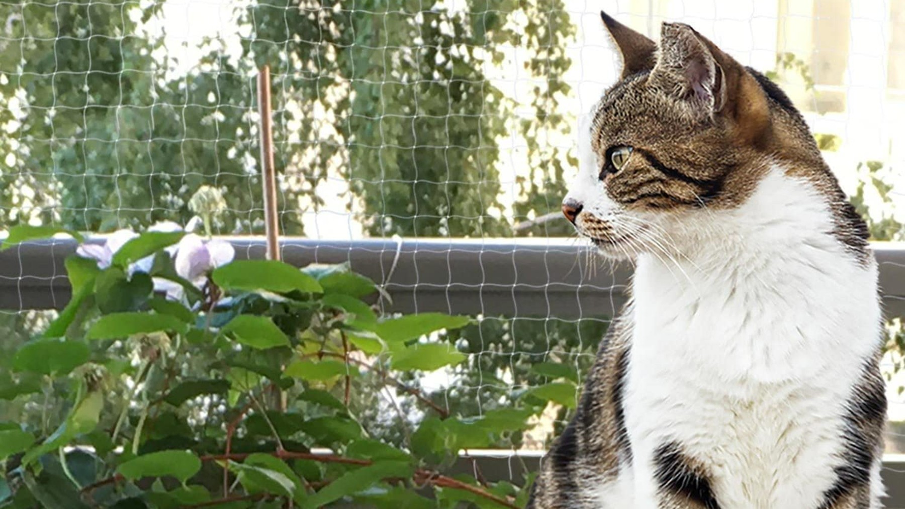 Instalar redes y mallas de seguridad para gatos en ventanas y balcones