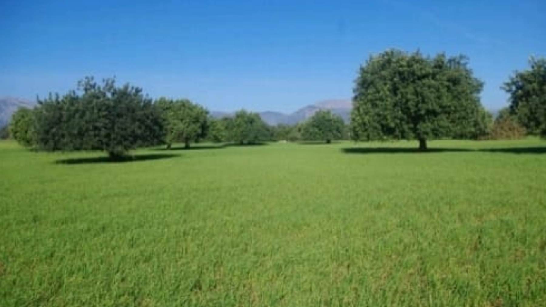 Imagen de parte de los terrenos agrícolas que ocupará el macro parque fotovoltaico en Mallorca.