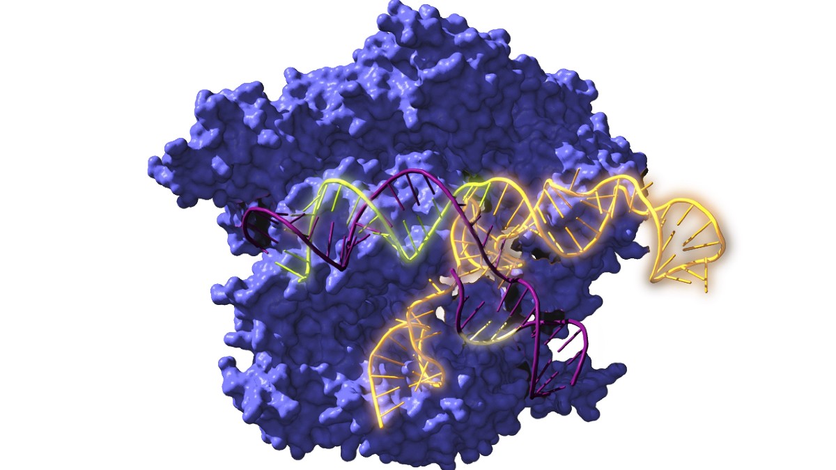 En la imagen, Cas9, una enzima endonucleasa asociada con el sistema CRISPR.