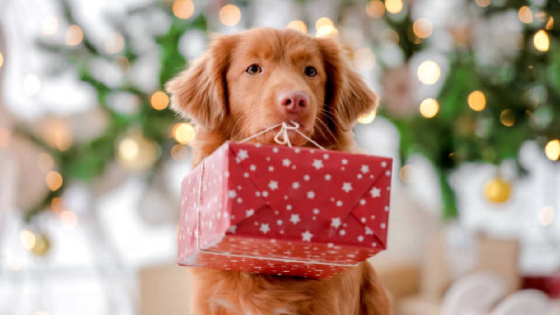 Descubre los regalos que puedes hacer para tu perro como regalo de Reyes