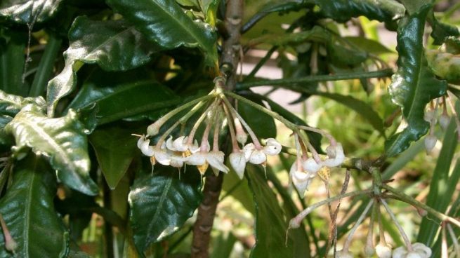 cuidar la planta ardisia