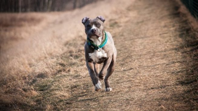 Perro american staffordshire terrier