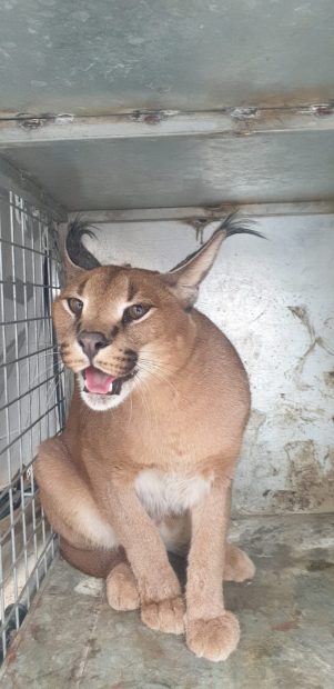 Caracat recuperado en un jardín de Marbella.