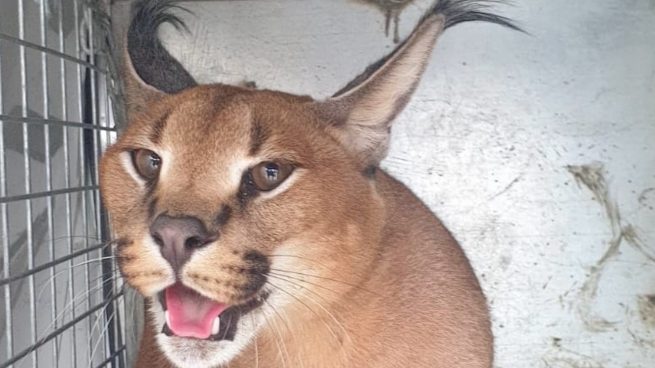 Felino aparecido en Marbella.