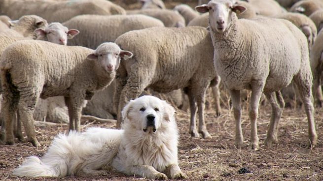 Belarra perros pastore