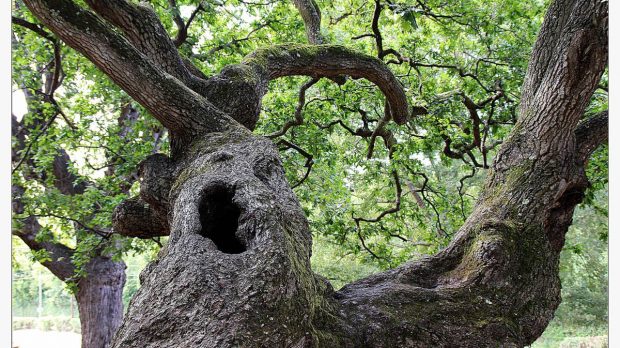 Árbol milenario