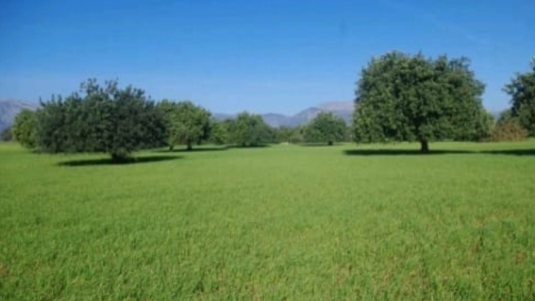 Imagen de los terrenos agrícolas que ocupará el mayor parque de placas solares de Baleares.