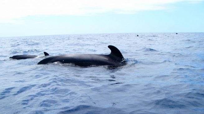 Ballenas