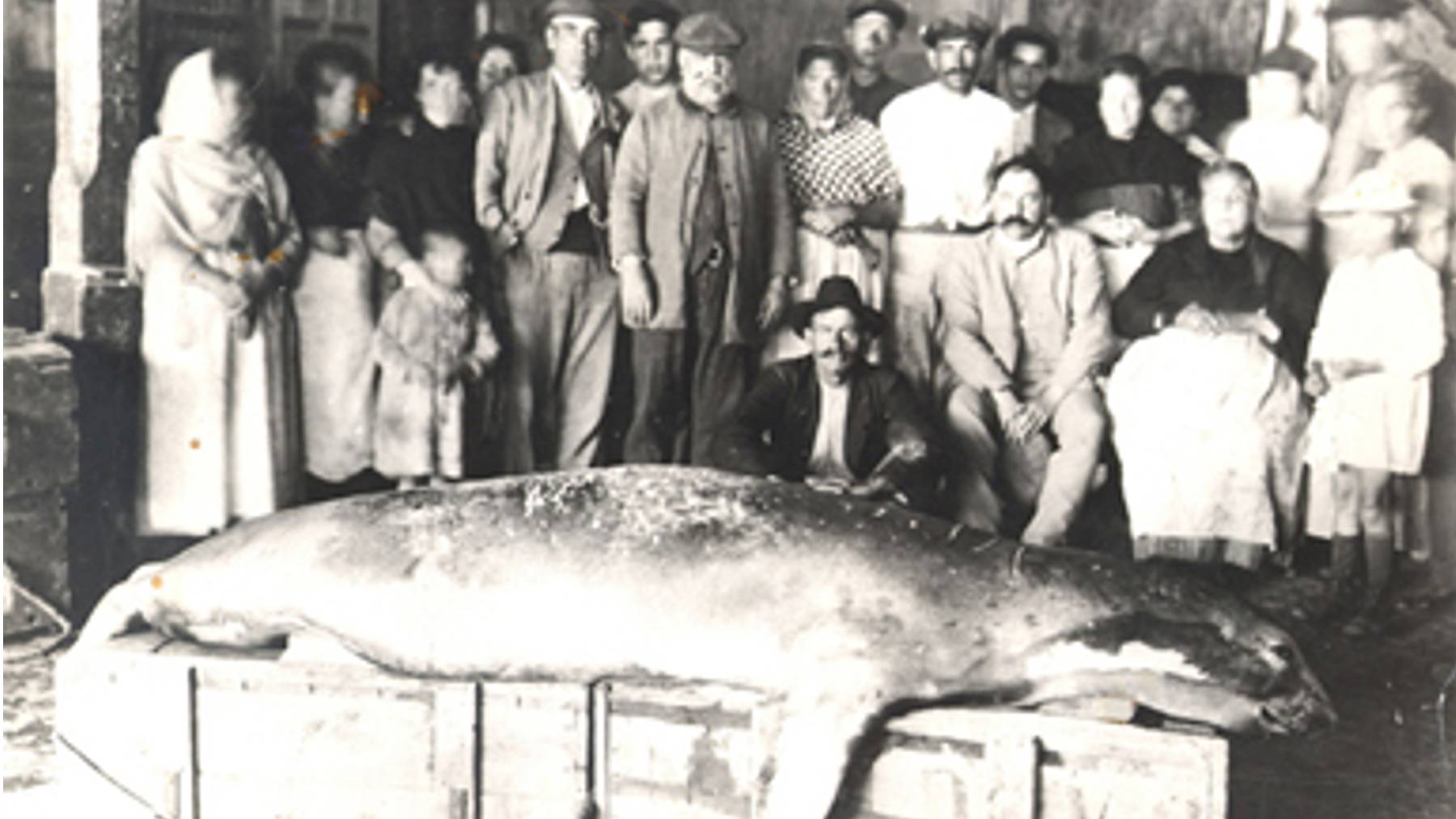 Una foca monje cazada a principios del siglo XX en Menorca.