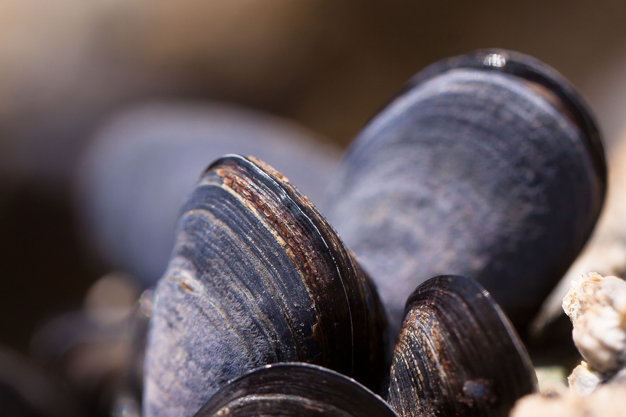 Reciclaje de las conchas de mejillones: la curiosa alternativa en Galicia para acabar con estos residuos