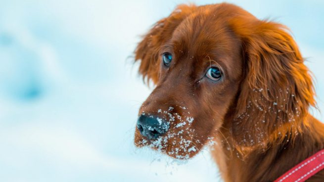 ¡Cuidado con el frío! Por debajo de esta temperatura no deberías sacar a pasear a tu perro