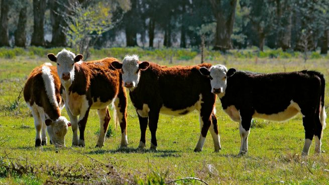 El vacuno de carne en España: un bastión para el medio rural, la mujer y el medioambiente