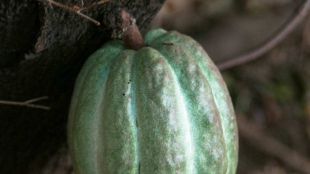 Fruto del cacao