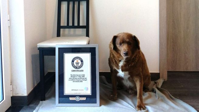 Nuevo récord Guinness: el perro más viejo del mundo tiene 30 años de edad
