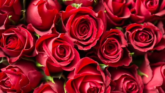 ¿Qué tipo de flores se regalan por San Valentín? Las mejores opciones para el día de los enamorados