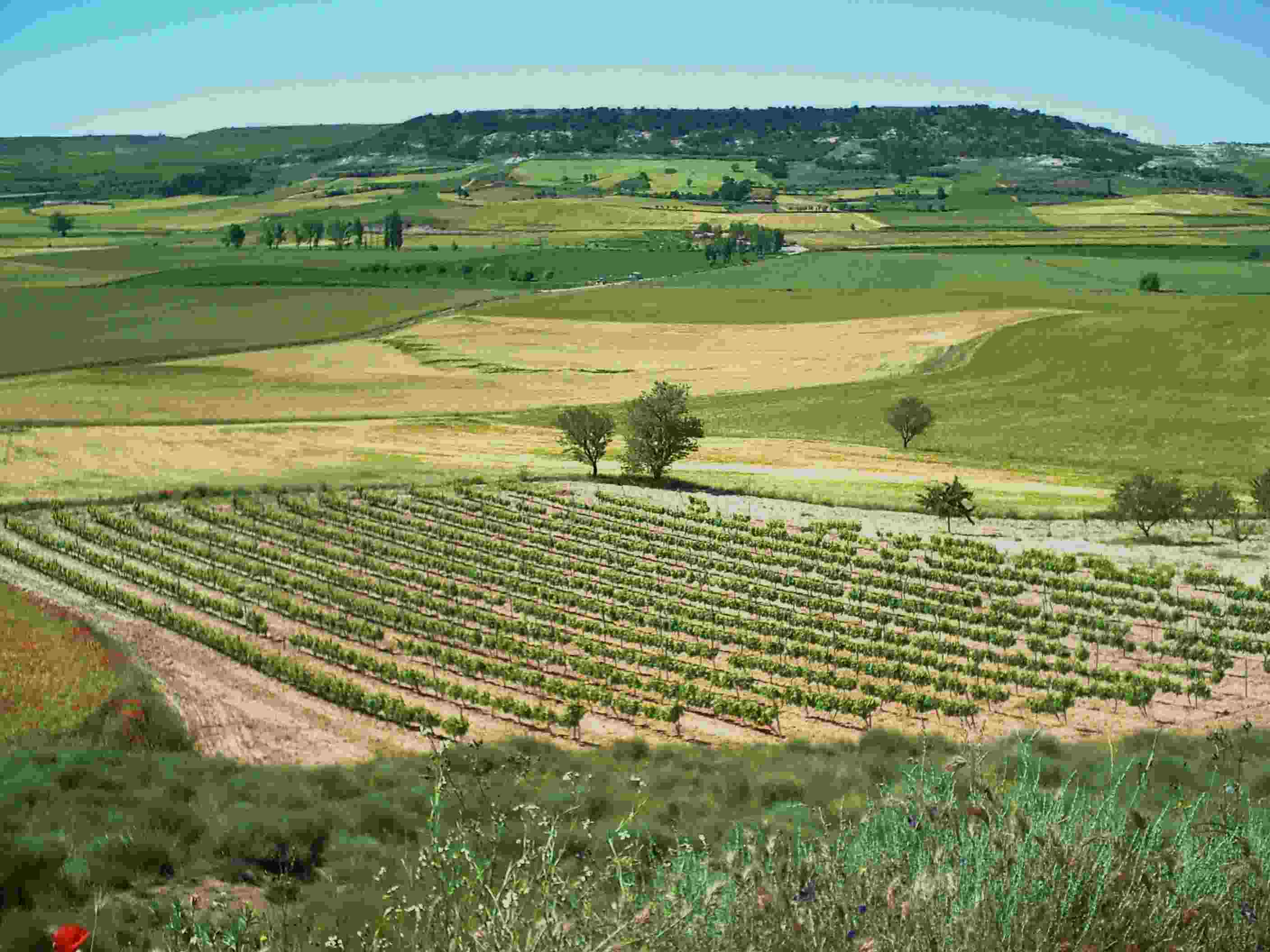 Los espectaculares viñedos escondidos en España que debes descubrir