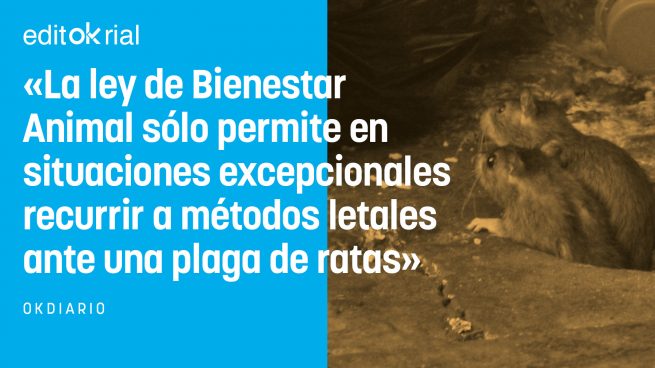 Ley bienestar animal: Ya no son 