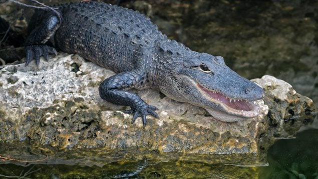 Reptiles más grandes del mundo