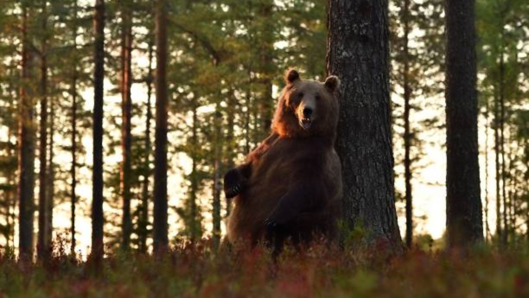 Descubre el motivo por el que los osos frotan sus espaldas contra los árboles
