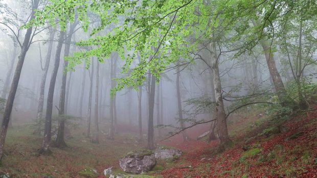 Niebla en bosque