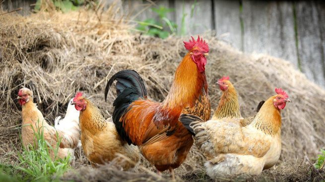 Los expertos muestran preocupación por el salto de la gripe aviar hacia mamíferos