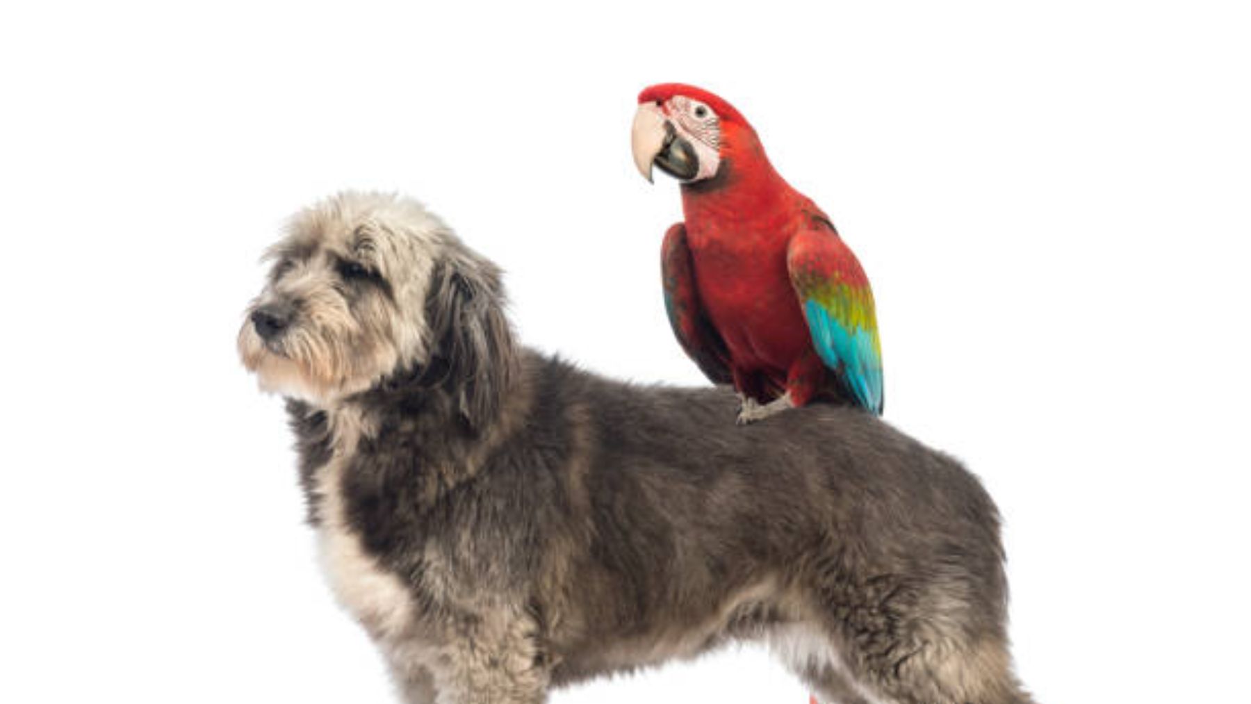 Descubre en qué se parecen los perros y los guacamayos