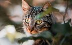 La curiosa razón por la que los gatos se comen las plantas