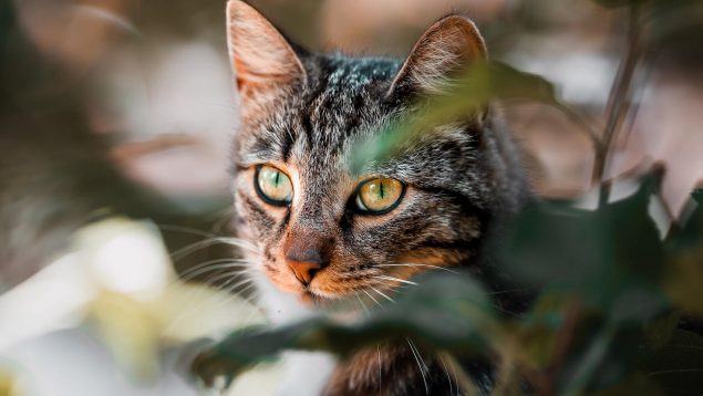 La curiosa razón por la que los gatos se comen las plantas