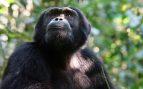 Datos curiosos de los chimpancés que te sorprenderán
